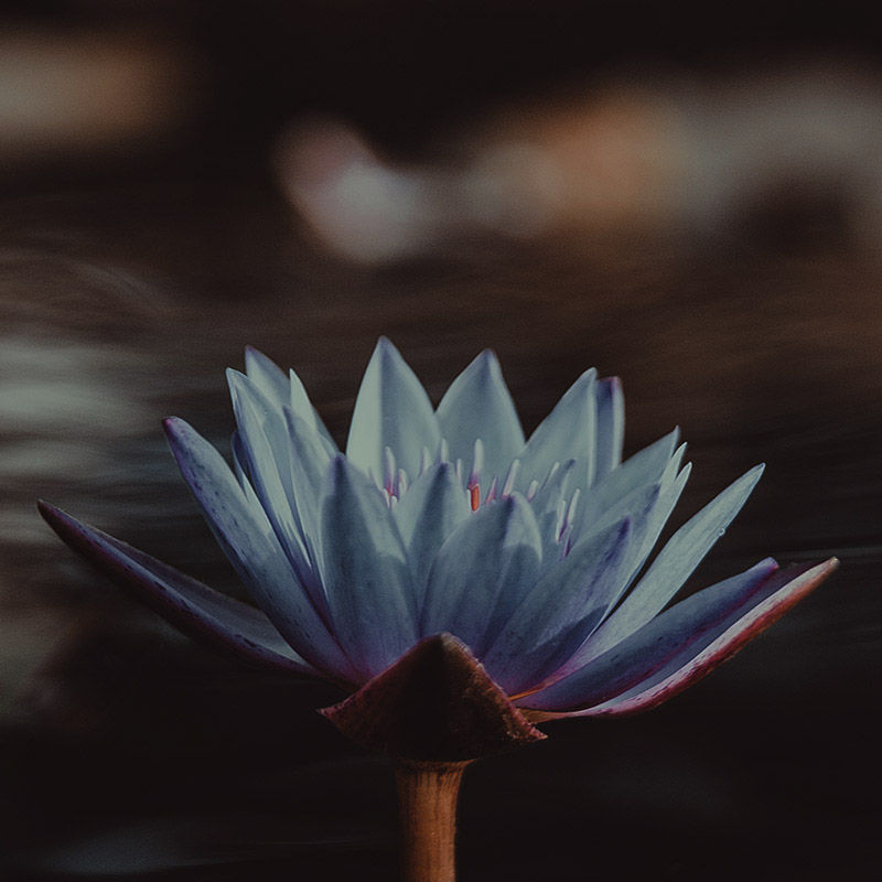 Blue lotus with smoke in background